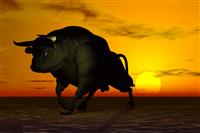 Black Bull stock photo