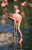 Flamingo Hunting for Food stock photo