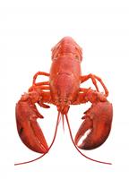 Isolated Lobster stock photo