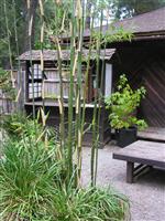 Bamboo and Shrine stock photo