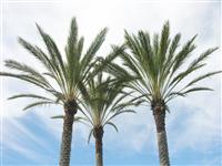 3 Palms stock photo