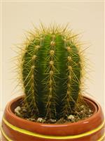 Cactus stock photo