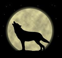 Howling Wolf stock photo