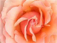 Peach Colored Flower stock photo