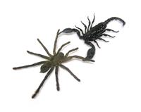 Spider VS Scorpion stock photo