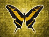 Binary Butterfly stock photo