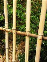 Bamboo Fence stock photo