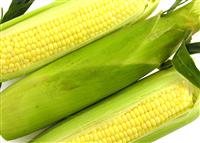 Corn on the Cob stock photo