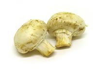 Isolated Mushrooms stock photo