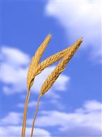 Wheat Against the Sky stock photo