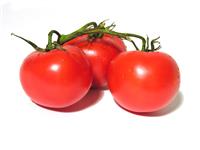 Tomatos stock photo