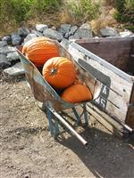 Pumpkins in a Wheelbarrow stock photo