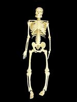Skeleton stock photo