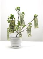 Money Tree stock photo