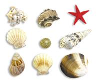 Seashell Design Elements stock photo