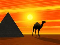 Camel and Pyramid stock photo
