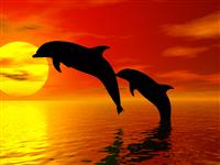 Jumping Dolphins stock photo