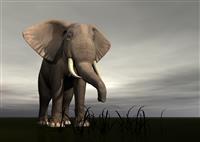 Rendered Elephant stock photo