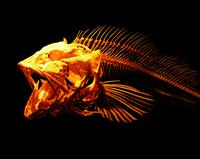 Skeleton Fish stock photo
