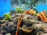 Underwater Reef stock photo