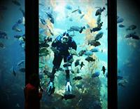 Scuba Diver at Aquarium stock photo
