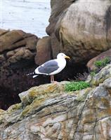 Seagull on Rock stock photo