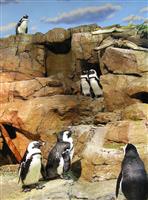 Penguins stock photo