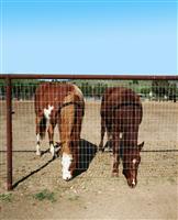 Horses Feeding stock photo