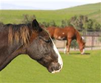 Horses stock photo