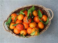Basket Full of Oranges stock photo