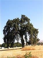 Large Tree stock photo