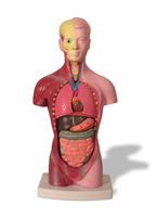 Internal Organs Model stock photo