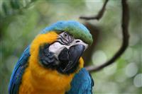 Parrot stock photo