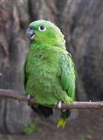 Green Parrot stock photo