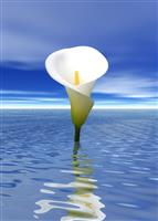Cala Lily in the Water stock photo