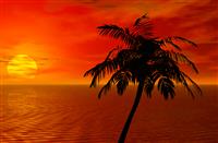 Palm Tree And Sunset stock photo