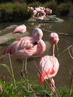 Pink Flamingos stock photo