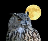 Wise Owl stock photo