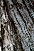 Tree Trunk Texture  stock photo