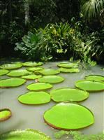 Water Lillies in Jungle stock photo