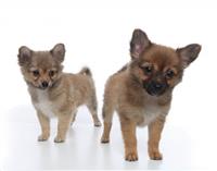 Cute Puppies stock photo