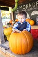 Cute Boy Picking Pumpkin stock photo