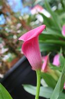 Pink Calla Lily stock photo