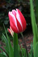 Beautiful Tulip stock photo