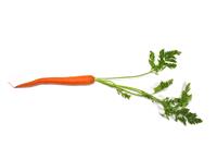Single Carrot stock photo