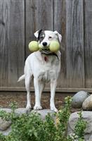 Dog with Toy stock photo