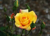 Pretty Rose stock photo