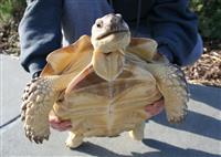 Pet Turtle stock photo