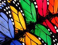 Colorful Butterflies stock photo