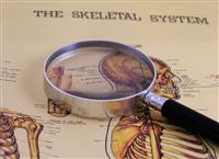 Skeletal System stock photo